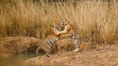 8 Best Wildlife Safaris You Must Include In Your 2026 Travel List