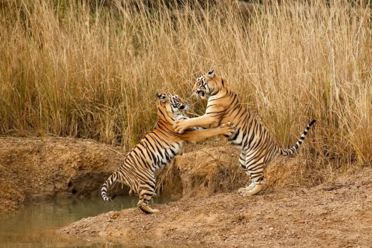 8 Best Wildlife Safaris You Must Include In Your 2026 Travel List