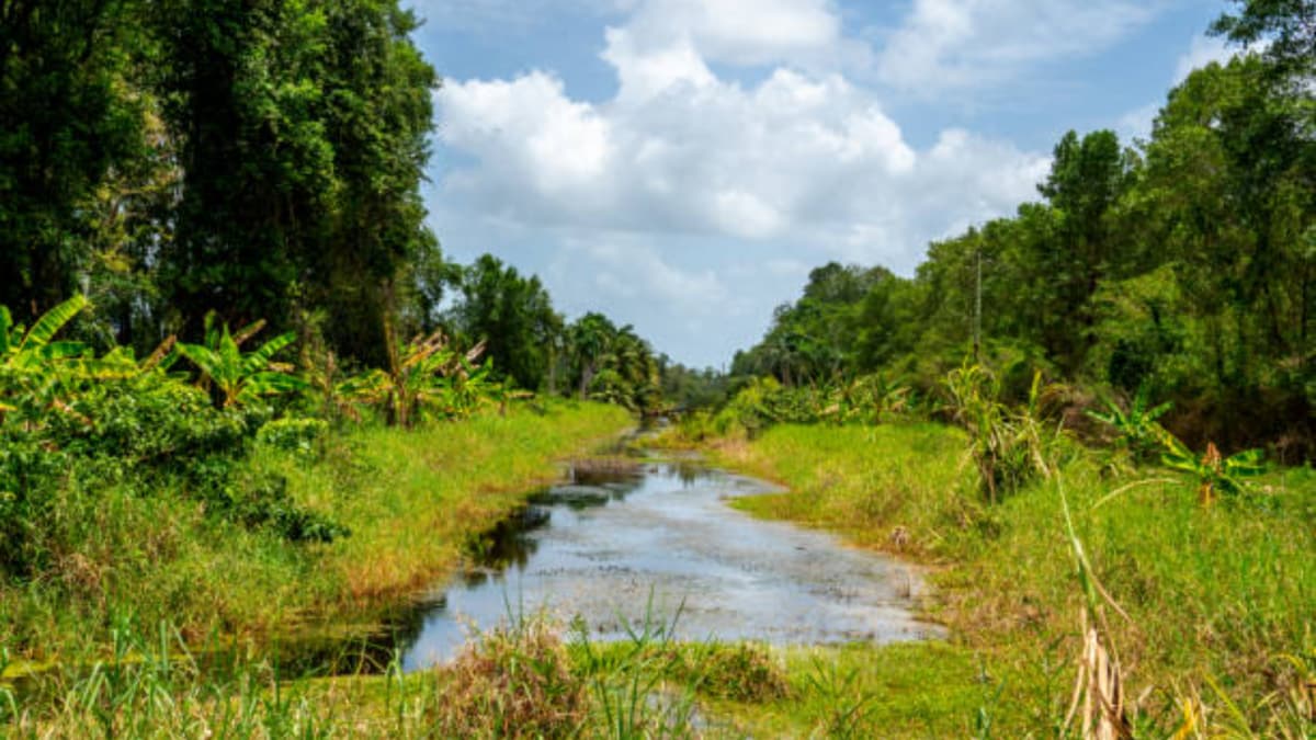 GK: Which Country Is Known As Land Of Forests?