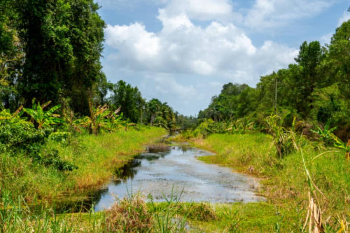 GK: Which Country Is Known As Land Of Forests?