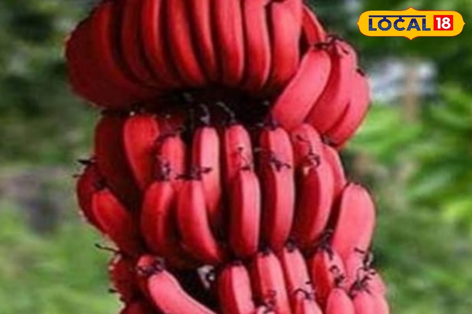 Red Bananas Not Ripe Move Over Yellow Bananas: Why Red Bananas Deserve A Spot On Your Plate