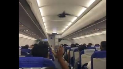 The bird was seen circling above passengers’ heads as it attempted to find a way out. (Screengrab)