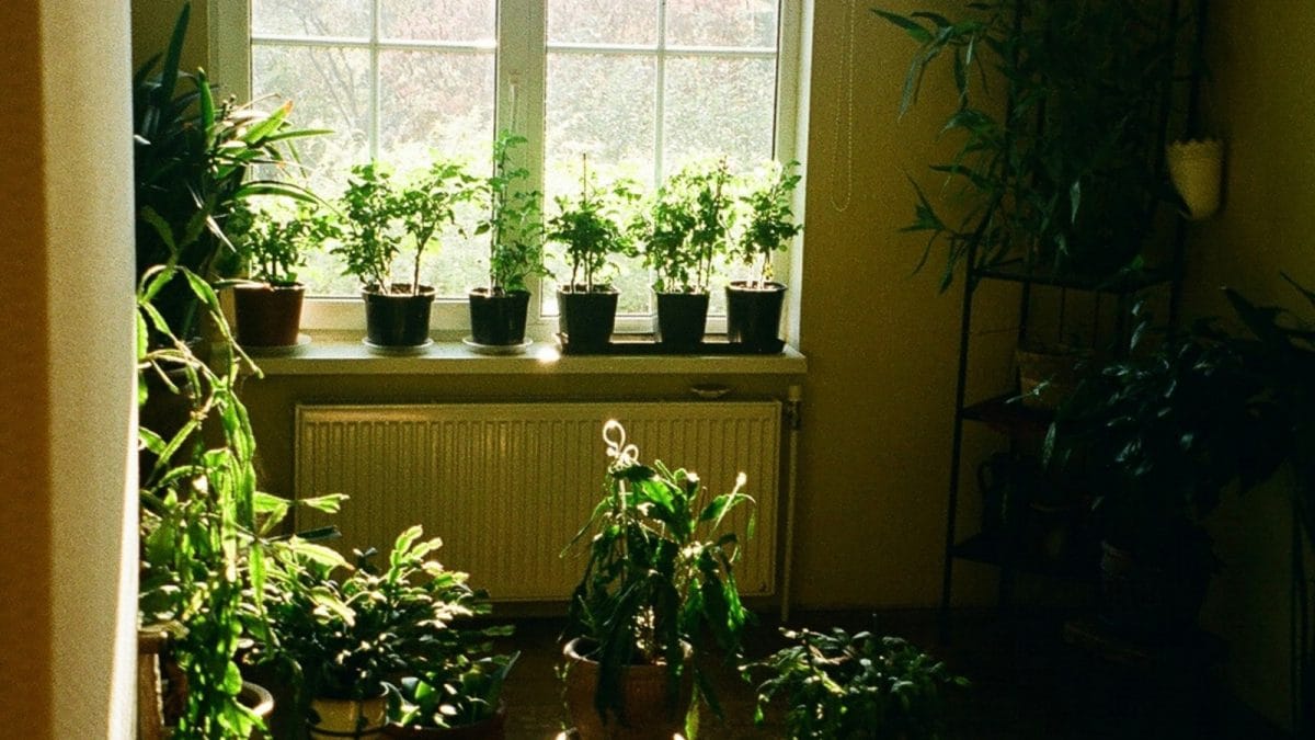 Combat Indoor Pollution With Thee Plants To Lower AQI And Refresh Your Space