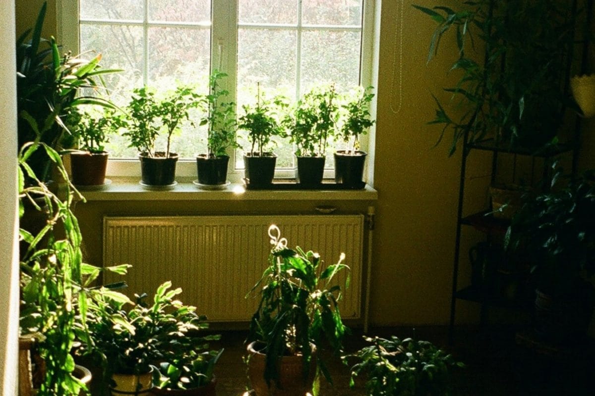 Combat Indoor Pollution With Thee Plants To Lower AQI And Refresh Your Space
