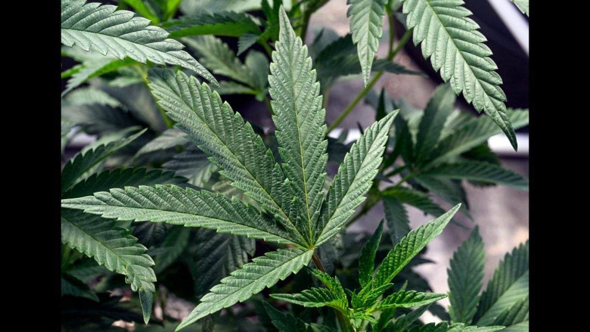 Opinion | US President Signs Peace Treaty With Marijuana. Is It Time India Took A Relook?