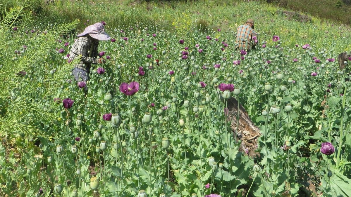 Opinion: How Myanmar Became Global Crime Capital