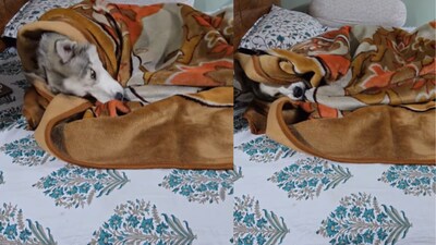 It surprised many as huskies are known to handle extreme cold. (Photo Credits: Instagram)