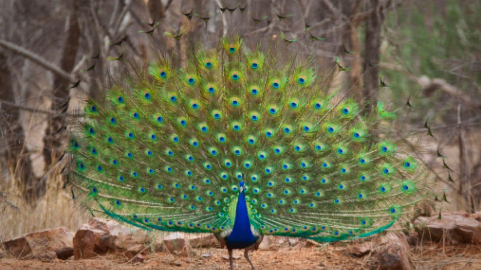 Peacock Peacock