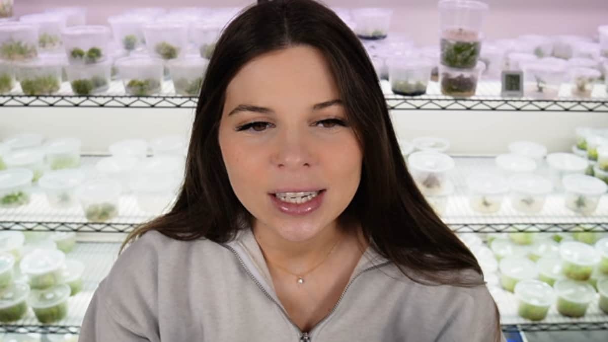 Tissue Culture: This YouTuber Is Destroying Rare Plant Market, One Clone At A Time