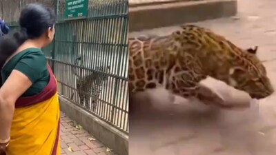 A video shows a leopard leaping from a cage in a zoo.(Photo Credit: Instagram)