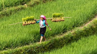 GK: Which State Is Called The Rice Bowl Of India?