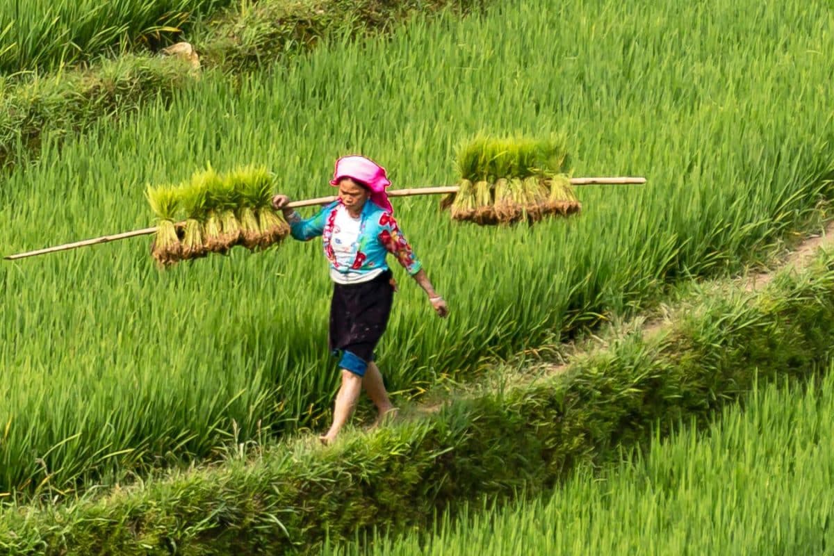 GK: Which State Is Called The Rice Bowl Of India?