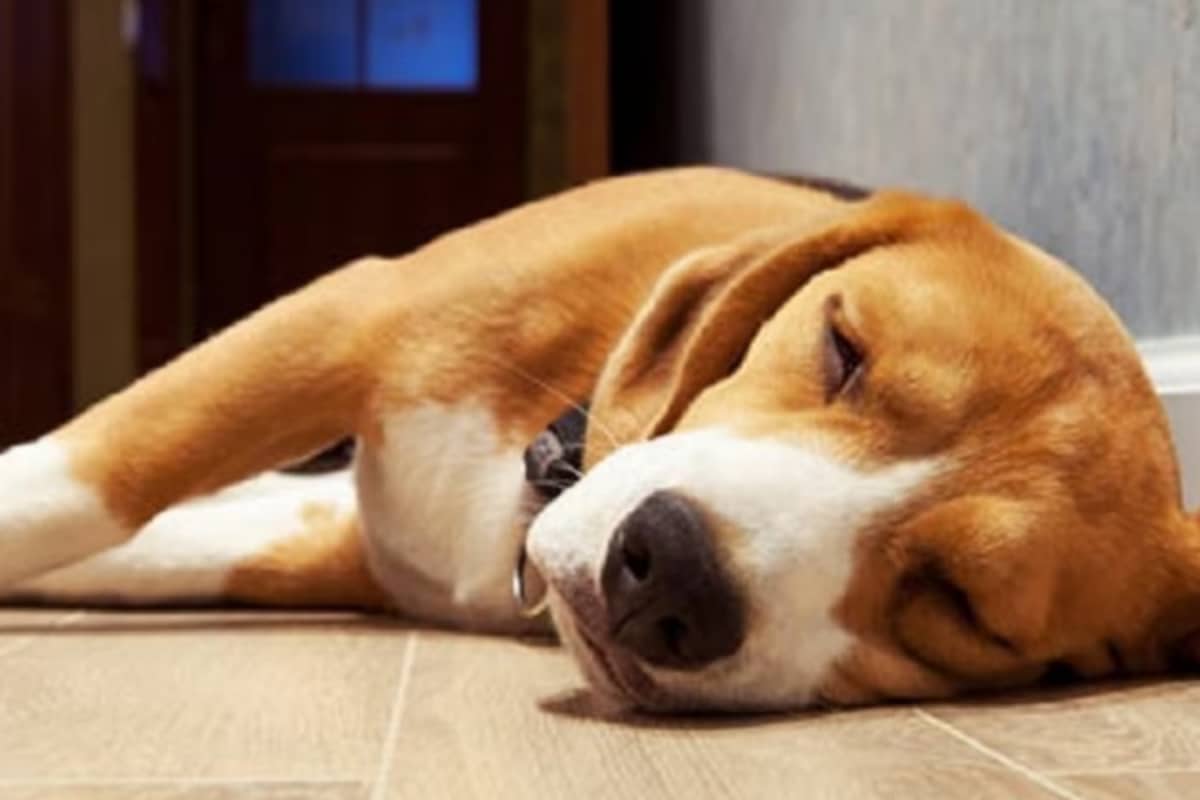 Sleep Champions: 7 Dog Breeds That Can Nap Up To 18 Hours A Day!