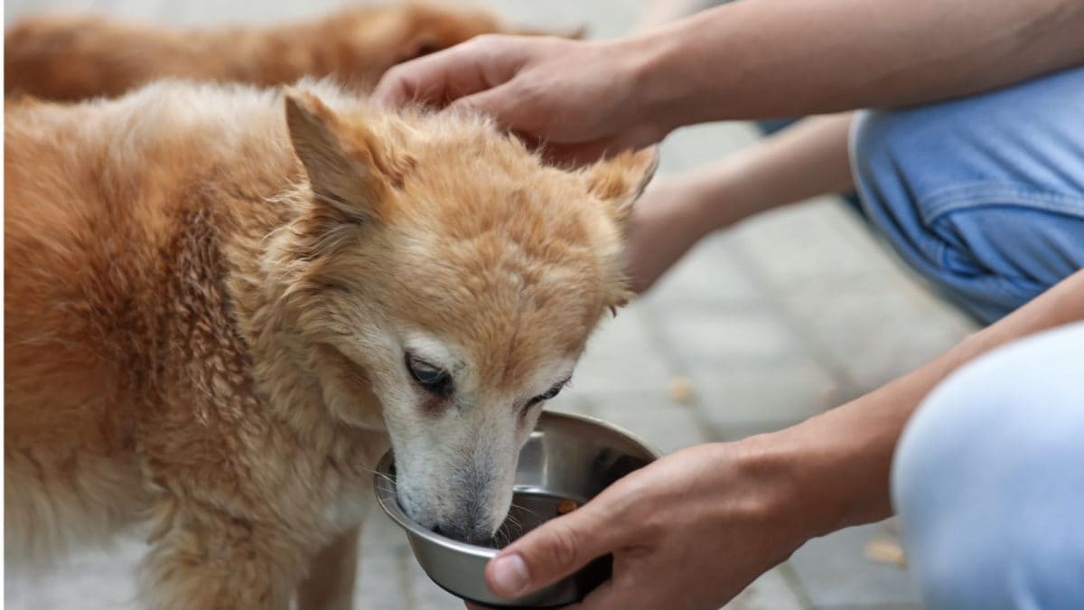 Chicken Rice Twice A Day For Bengaluru Stray Dogs, Here Is Their Meal Plan