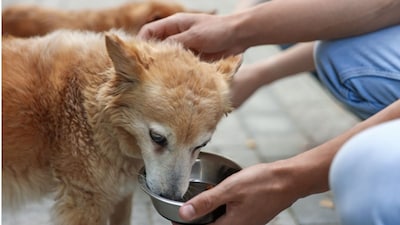 Each stray dog maintenance will cost around Rs 3035 every month. The daily expenditure is Rs 102, split between the cost of cooking Chicken Rice and other operational expenses. Image: Canva