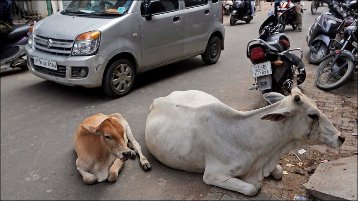 Missing Spittoons, Stray Cows & Unpainted Canteens: How Jan Vishwas Bill 2026 Is Ending 'Absurd' Laws