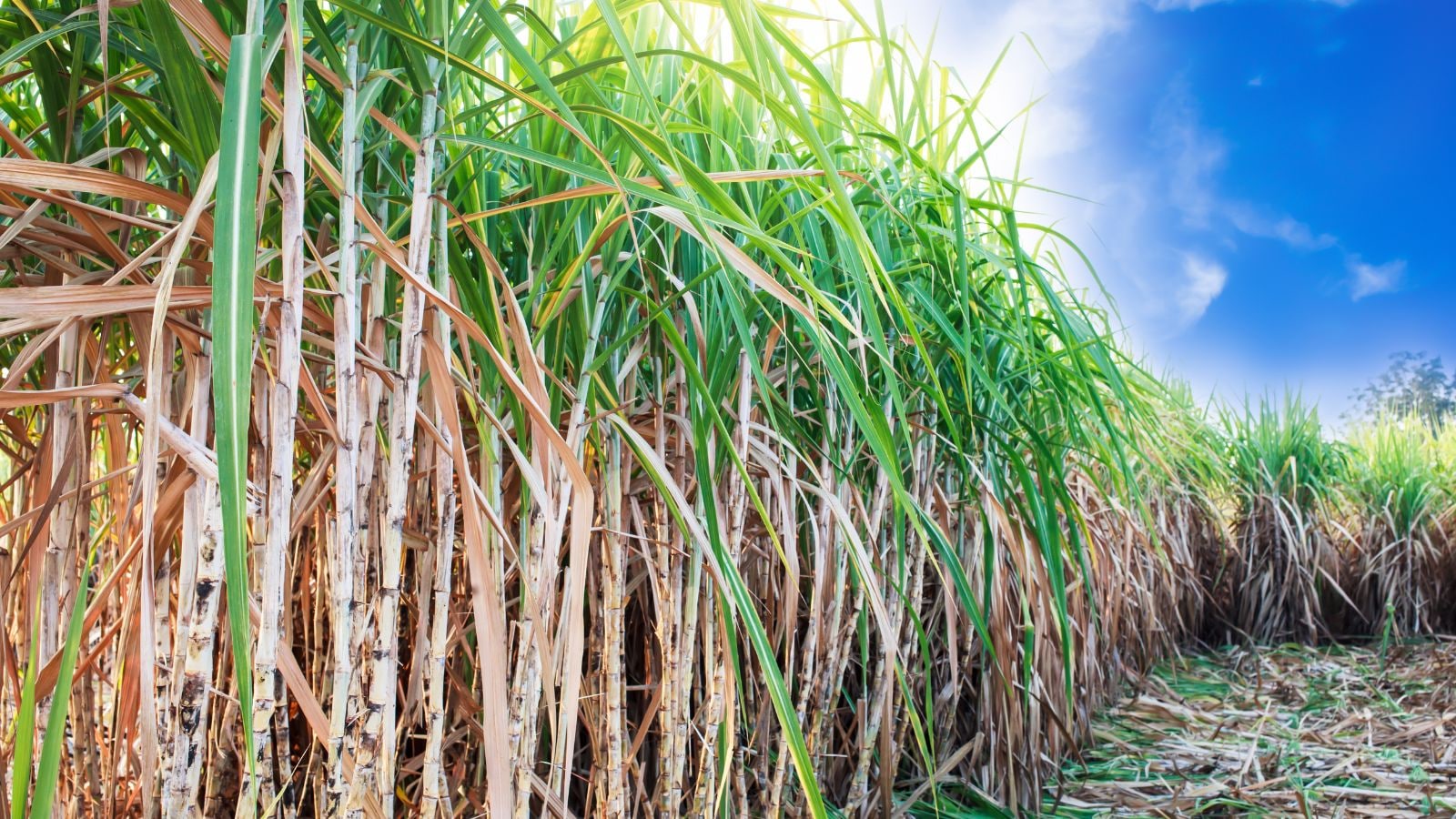 GK: Which State Is Called The Sugar Bowl Of India?