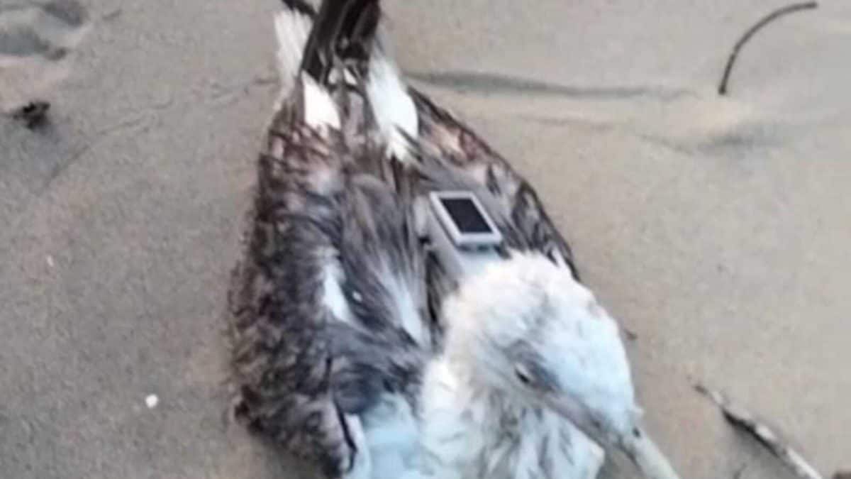 Chinese GPS Tracker Found On Migratory Seagull In Karwar Near Naval Base; Authorities Launch Probe