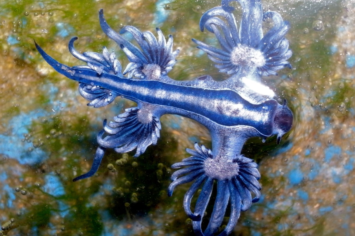 From Floating Upside Down To Storing Venom: Meet The One-Inch Predator Of The Open Ocean