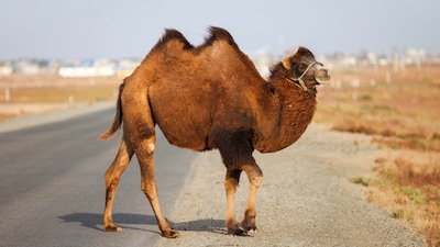 The endangered double-humped camels of Ladakh will debut at the Republic Day Parade in Delhi on January 26th, 2026. The “At Risk” breed will participate along with the four Zanskar ponies. The 77th Republic Day will mark a symbolic moment for India’s high-altitude heritage and biodiversity. (Image-Canva)
