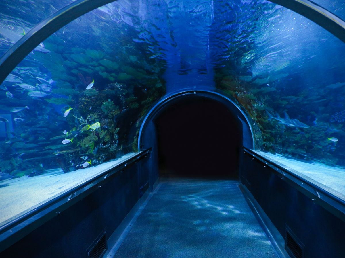 london to new york travel time, london to new york tunnel, london to new york under ocean tunnel, london to new york tunnel cost, london to new york tunnel length, लंदन से न्‍यूयॉर्क तक बनेगी टनल, लंदन से न्‍यूयॉर्क की दूरी, लंदन से न्‍यूयॉर्क के बीच सफर का समय, लंदन से न्‍यूयॉर्क तक बनेगी टनल, लंदन से न्‍यूयॉर्क तक चलेगी ट्रेन london to new york travel time, london to new york tunnel, london to new york under ocean tunnel, london to new york tunnel cost, london to new york tunnel length, लंदन से न्‍यूयॉर्क तक बनेगी टनल, लंदन से न्‍यूयॉर्क की दूरी, लंदन से न्‍यूयॉर्क के बीच सफर का समय, लंदन से न्‍यूयॉर्क तक बनेगी टनल, लंदन से न्‍यूयॉर्क तक चलेगी ट्रेन