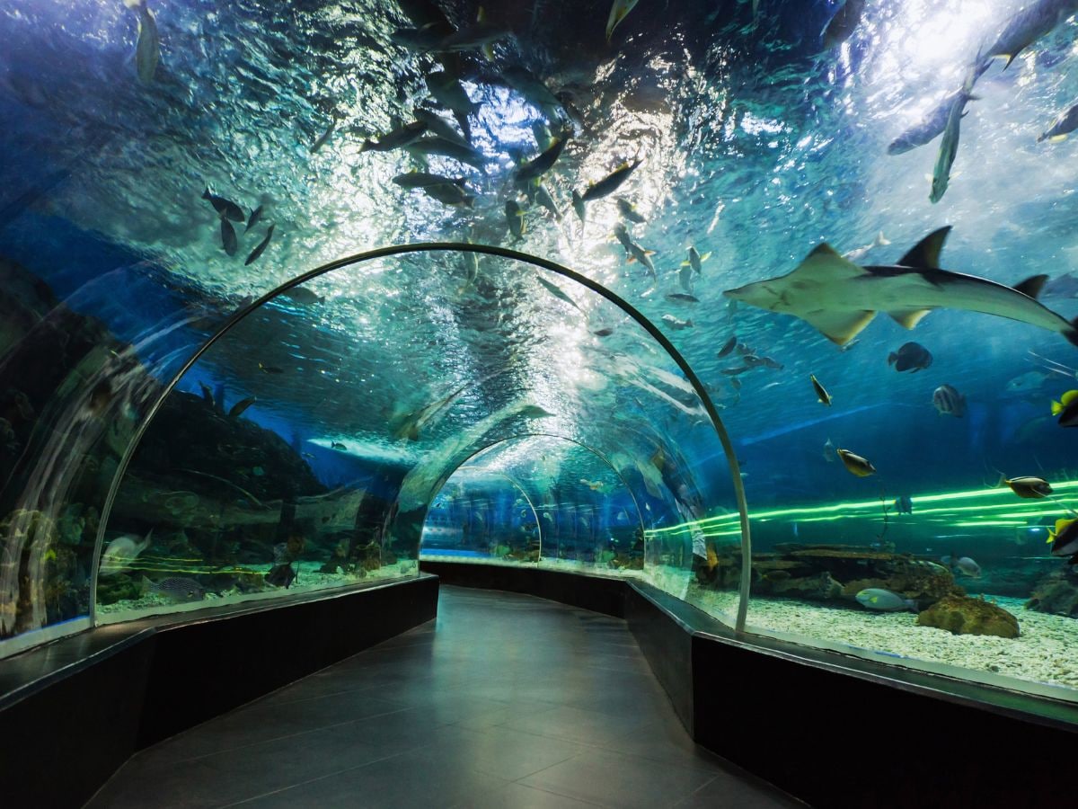 london to new york travel time, london to new york tunnel, london to new york under ocean tunnel, london to new york tunnel cost, london to new york tunnel length, लंदन से न्‍यूयॉर्क तक बनेगी टनल, लंदन से न्‍यूयॉर्क की दूरी, लंदन से न्‍यूयॉर्क के बीच सफर का समय, लंदन से न्‍यूयॉर्क तक बनेगी टनल, लंदन से न्‍यूयॉर्क तक चलेगी ट्रेन london to new york travel time, london to new york tunnel, london to new york under ocean tunnel, london to new york tunnel cost, london to new york tunnel length, लंदन से न्‍यूयॉर्क तक बनेगी टनल, लंदन से न्‍यूयॉर्क की दूरी, लंदन से न्‍यूयॉर्क के बीच सफर का समय, लंदन से न्‍यूयॉर्क तक बनेगी टनल, लंदन से न्‍यूयॉर्क तक चलेगी ट्रेन