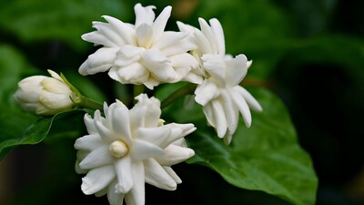 Jasmine Not Blooming? Revive Your Plant with These Home Gardening Tips!