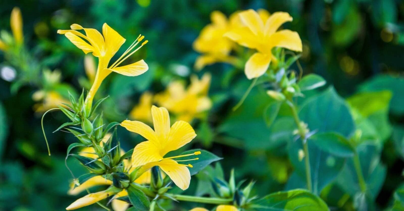 This 'Wild' Plant Could Be A Cure For Diabetes, Snake Bite, Toothache