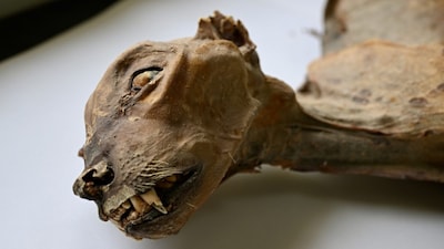 Scientists discovered 7 mummified cheetahs and 54 skeletons near Arar, Saudi Arabia, dating back up to 1800 years, offering unprecedented insights into ancient cheetah populations.  (Ahmed Boug/Communications Earth and Environment via AP)
