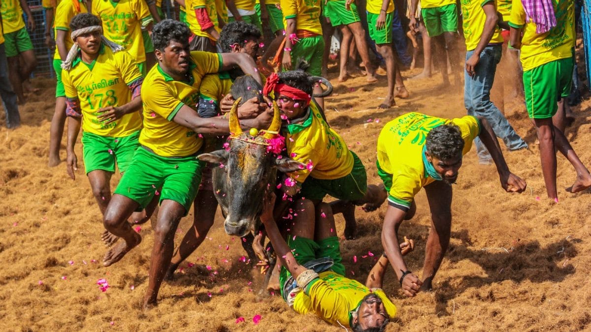 Madras High Court Rules on Jallikattu