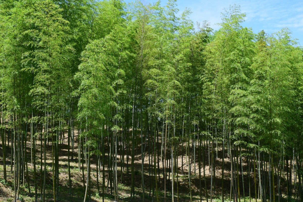 GK: Which City Is Known As The City Of Bamboo?