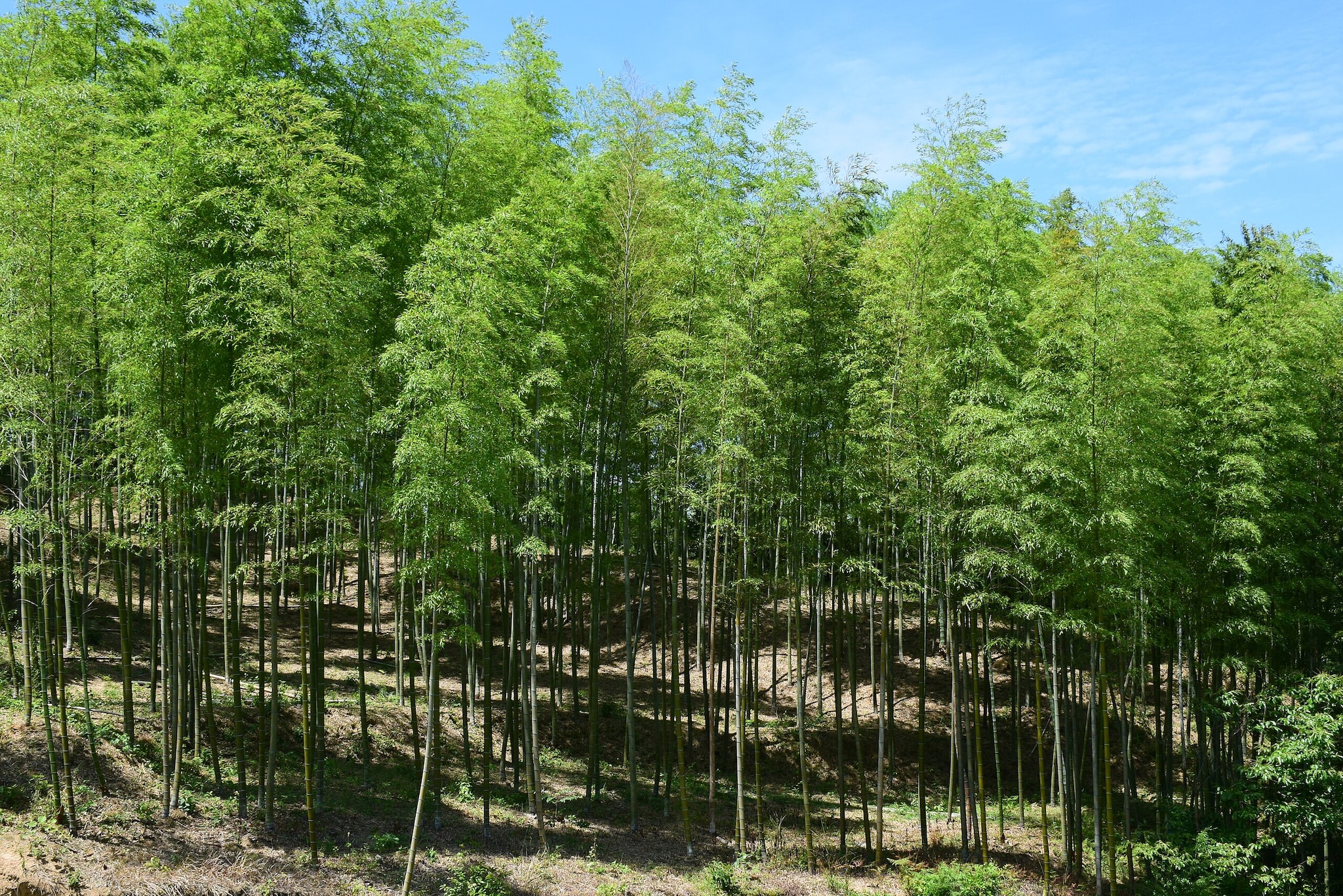  Bamboo played an important role in local livelihood, craftsmanship, traditional housing materials, rural industries, and cultural practices in the Banswara district of Rajasthan.