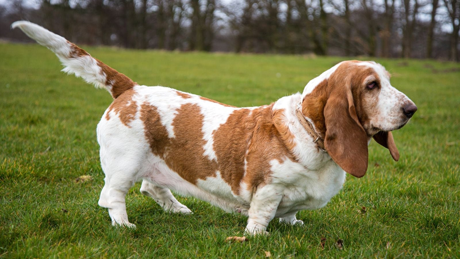 Have Kids At Home But Want A Dog? These Are the Best Family-Friendly Breeds