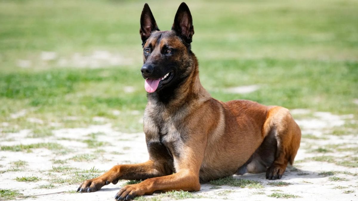 Nine Belgian Malinois Pups From Karnataka Village Head To Guard The Nation