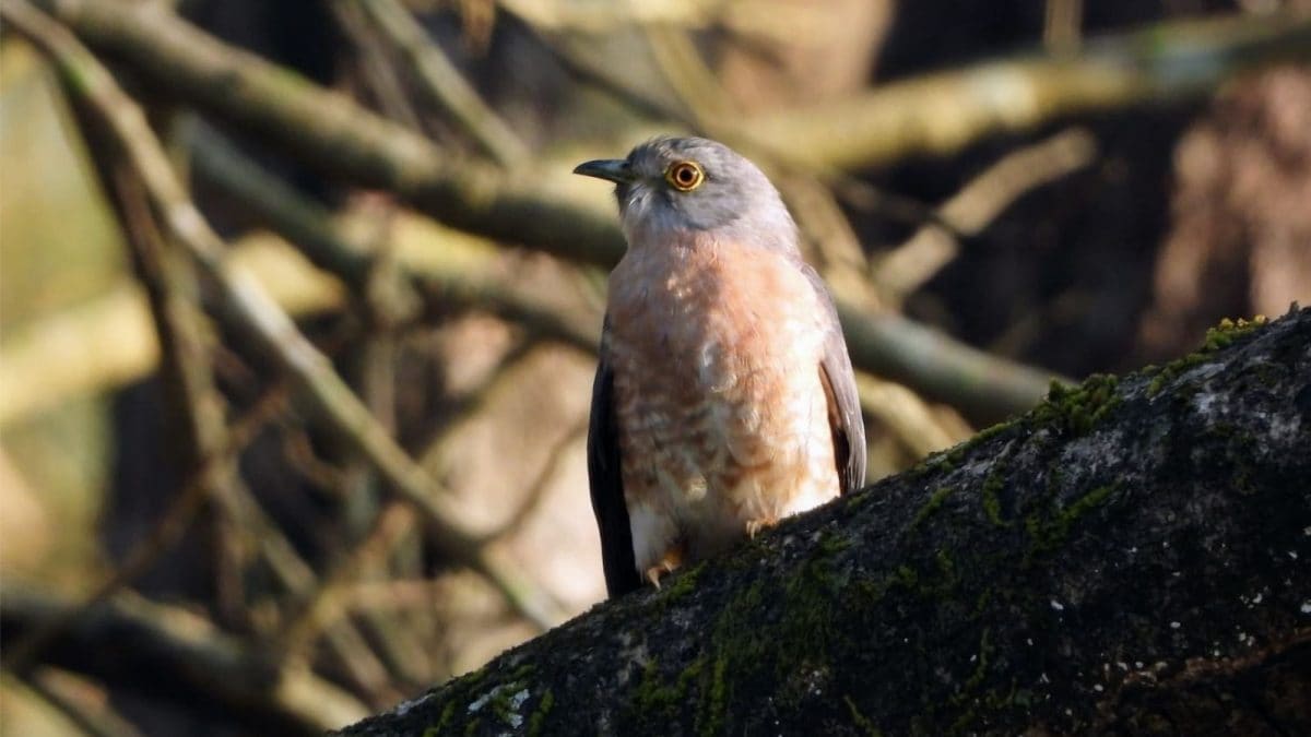 These Birdwalks Are Turning Ordinary Sundays Into Nature Lessons In Bengaluru