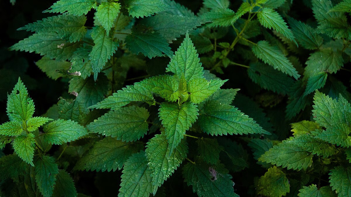 10 Forgotten Spring Foods From India