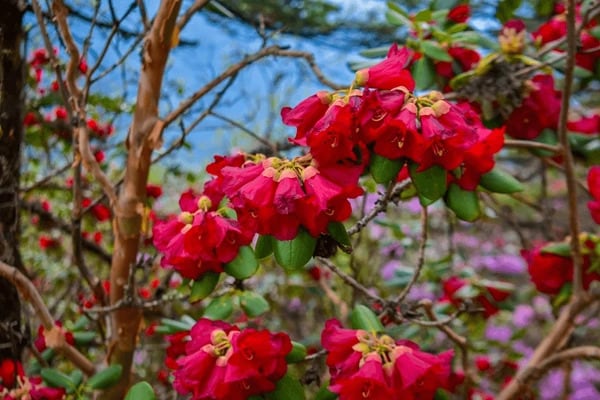 10 Forgotten Spring Foods From India