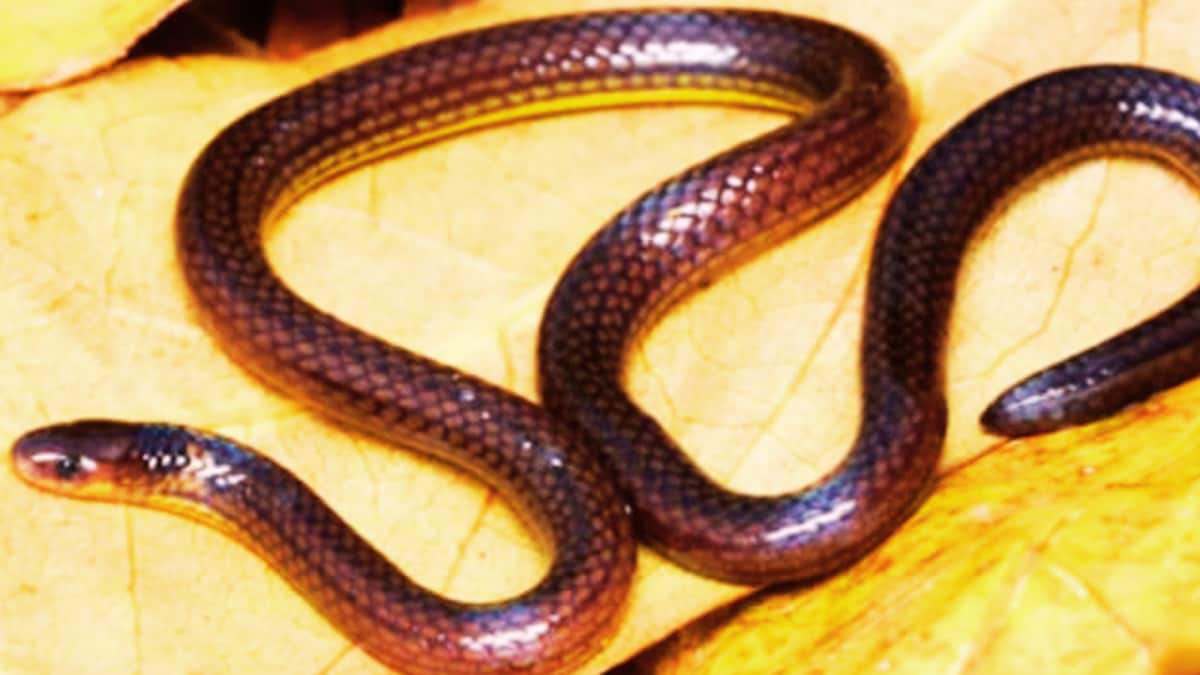 Mizoram’s Hidden Snake: DNA Tests Reveal A New Species After 15 Years