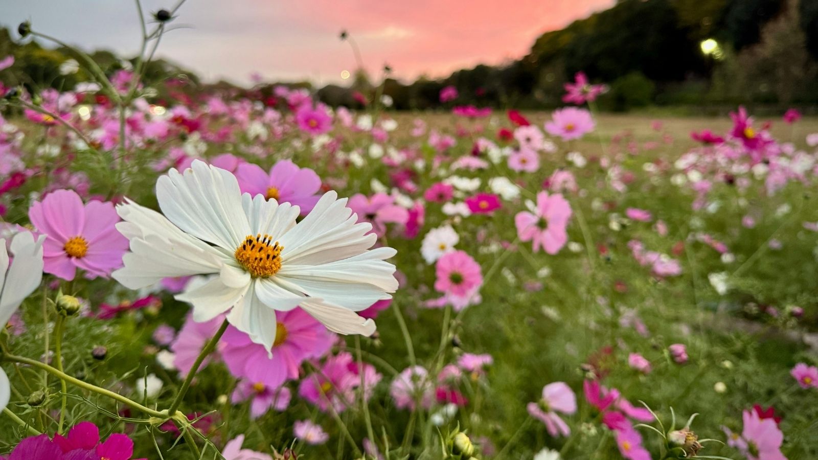 Turn Your Garden Into A Spring Paradise: What To Plant Now Turn Your Garden Into A Spring Paradise: What To Plant Now