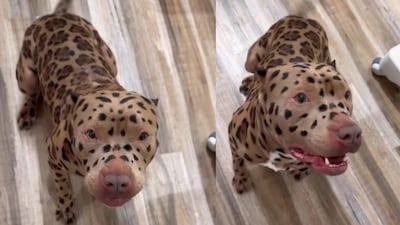 Dogs are transformed into colourful, fantasy-like characters in a viral grooming video.  (Photo Credit: Instagram)