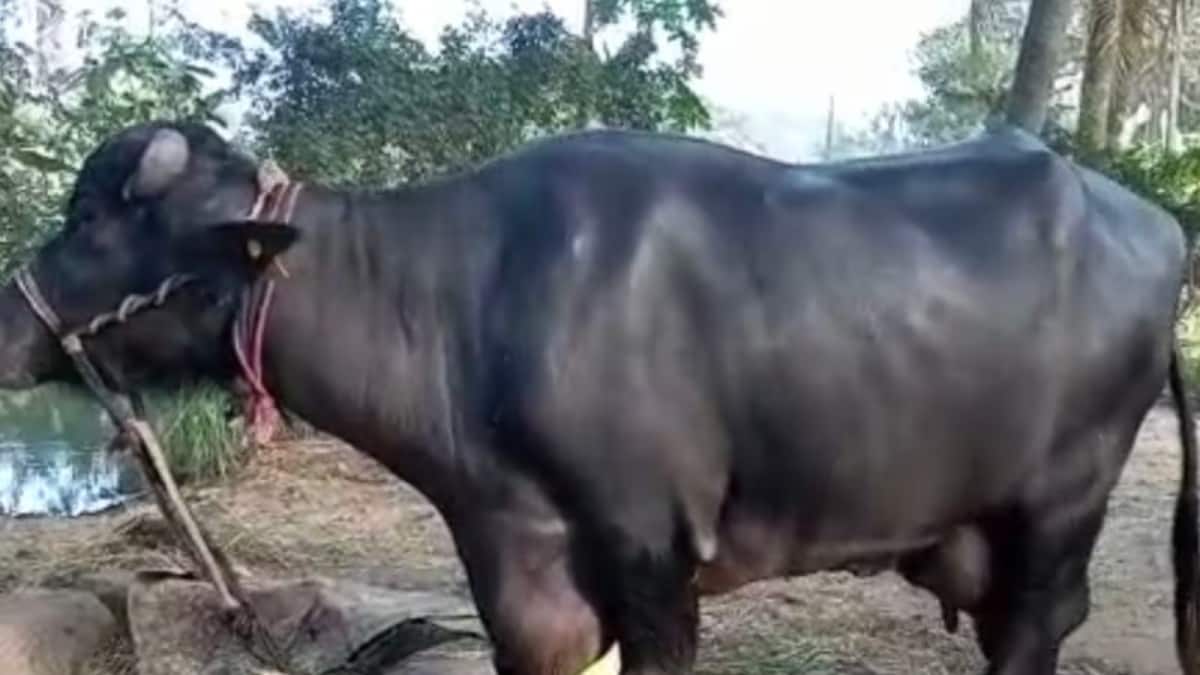 Bankruptcy In Barnyard? Pakistan's Punjab Plans Gobar Tax For Buffaloes In 'Financial Desperation' | Exclusive