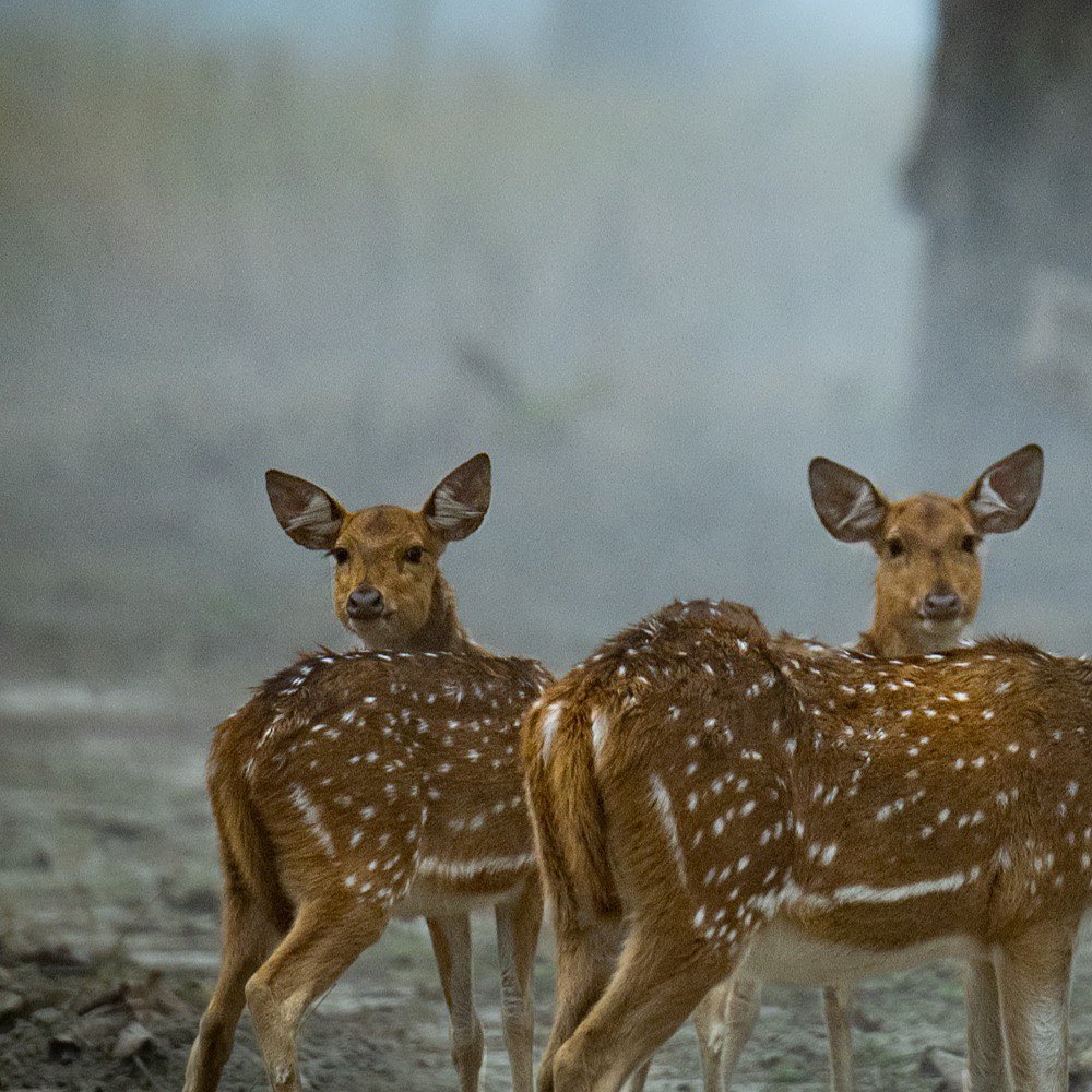 Dudhwa National Park, Uttar Pradesh: Located 400 km away from Delhi, Dudhwa’s extensive grasslands and forests offer rhinos, tigers, swamp deer and rich birdlife. If you are seeking for a less crowded national park experience you can add this to your bucket list.