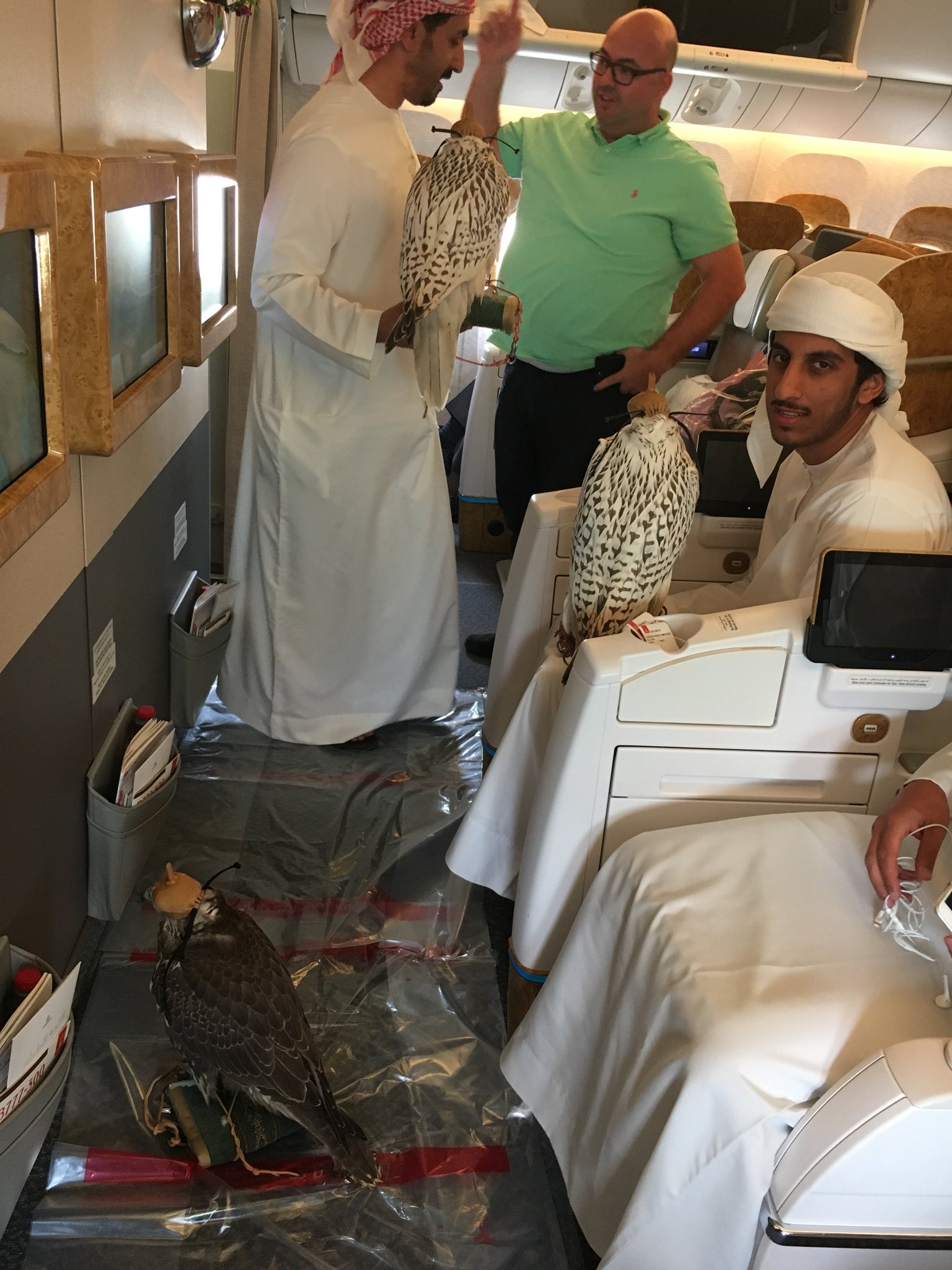 Falcons On Planes? Discover The Country That Gives Them Visas
