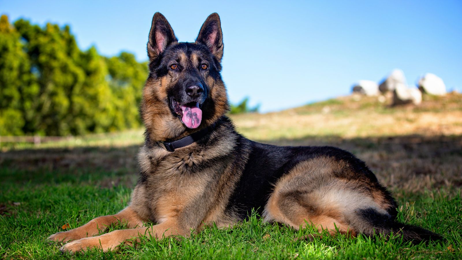 Have Kids At Home But Want A Dog? These Are the Best Family-Friendly Breeds