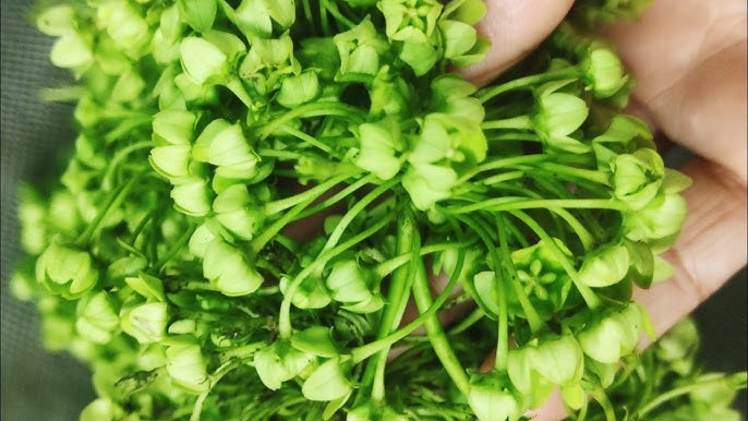 10 Forgotten Spring Foods From India
