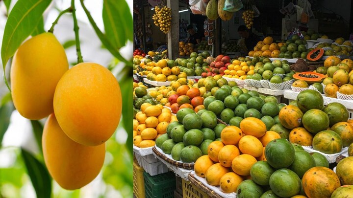 Raw or Ripe Mangoes: Which One Benefits Health More?