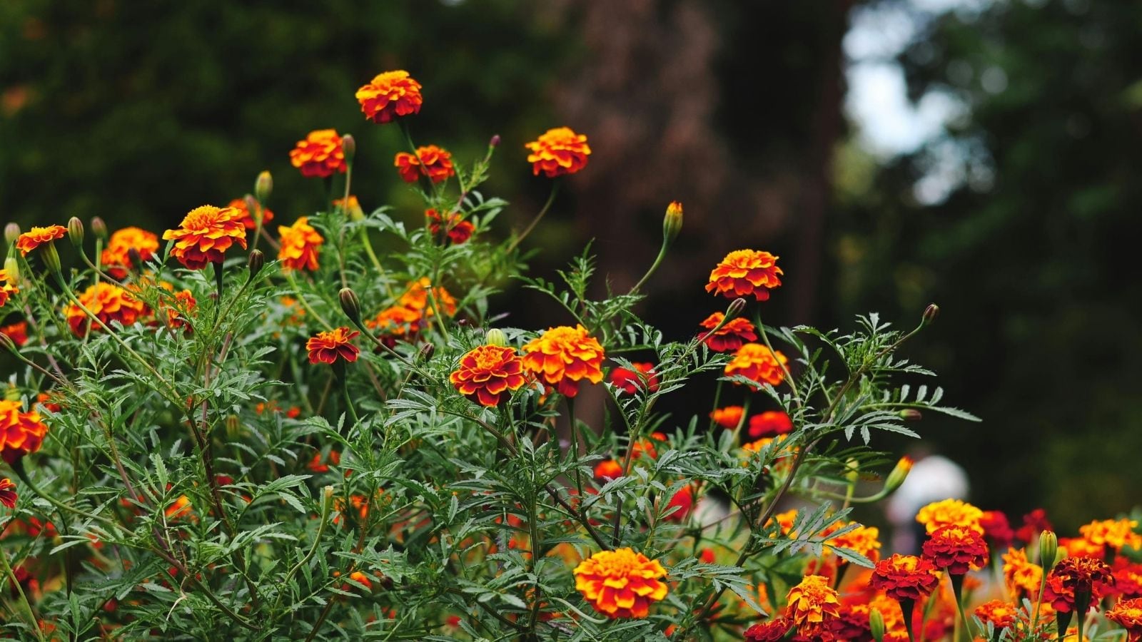 Turn Your Garden Into A Spring Paradise: What To Plant Now Turn Your Garden Into A Spring Paradise: What To Plant Now