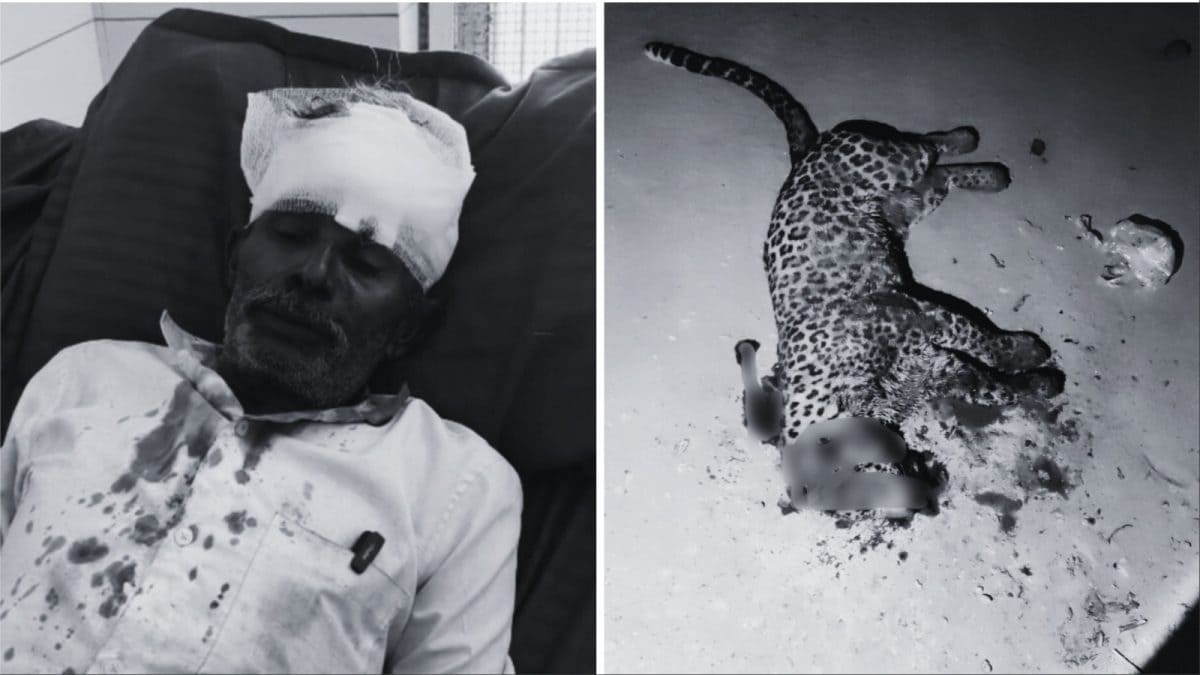 Elderly Man Kills Leopard With Spear, Sickle To Save Son From Attack In Gujarat's Gir Somnath