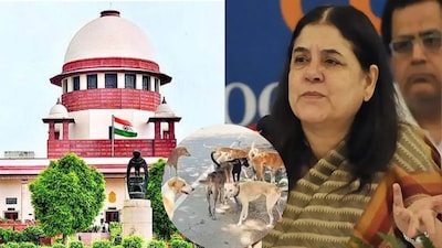 Justice Mehta asked what budgetary allocation has Maneka Gandhi, as a former Union minister, helped in getting to eradicate the stray dog problem.