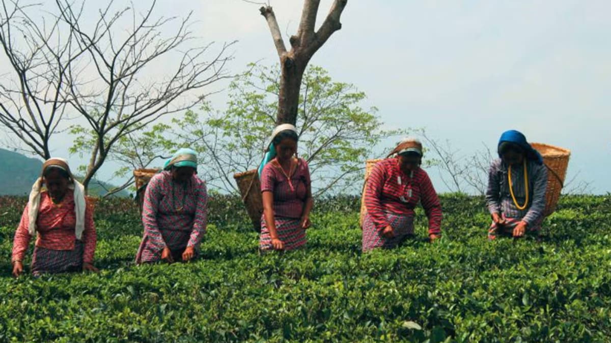 Poll Body Approves Tea Garden Employment Records For Bengal SIR, BJP Hails Move | India News